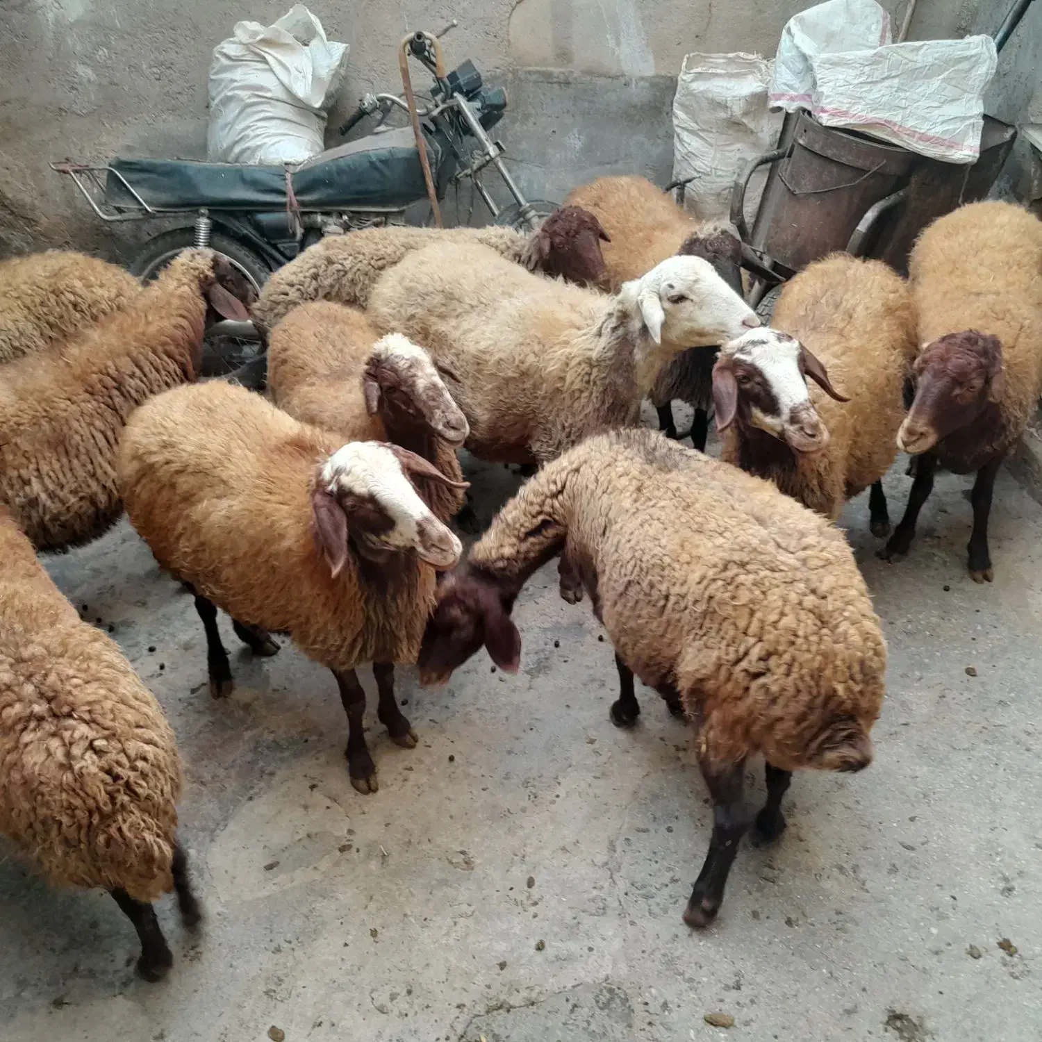 سلام|حیوانات مزرعه|اسدآباد, |دیوار