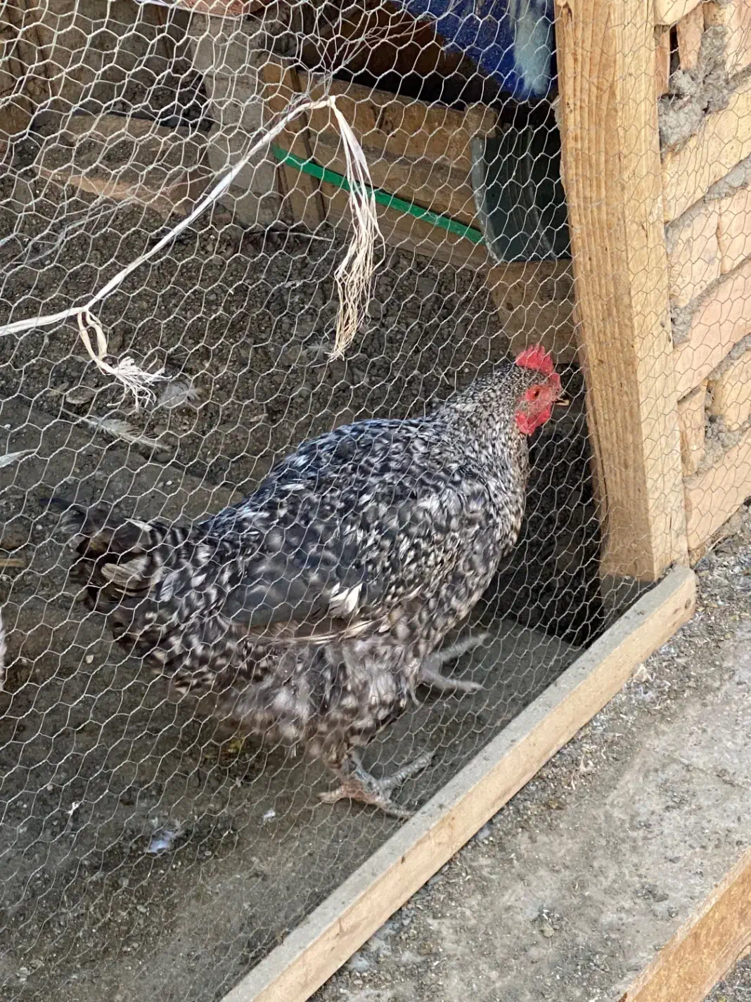 خروس محلی|حیوانات مزرعه|مشهد, ویلاشهر|دیوار