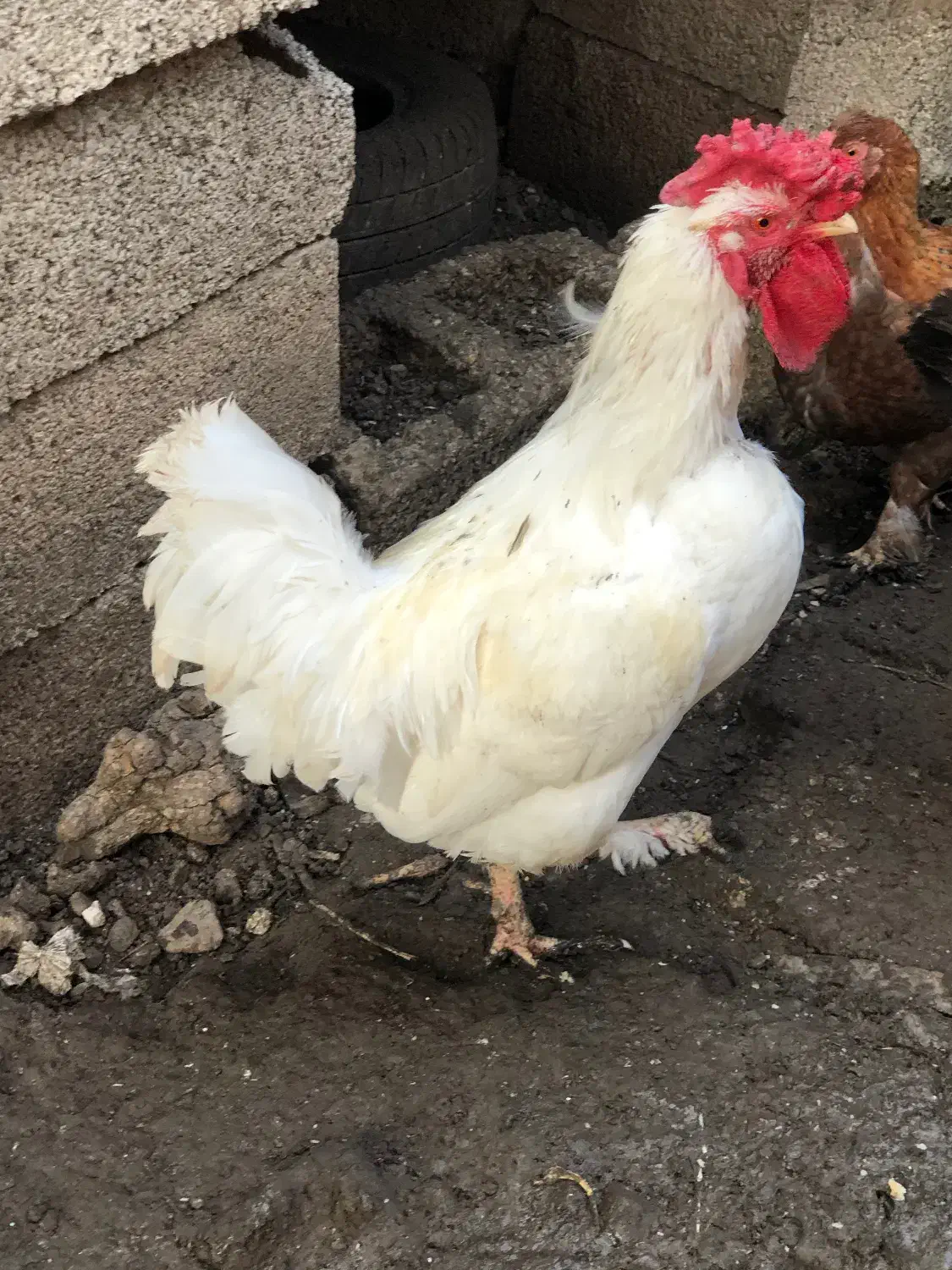 خروس پاپر|حیوانات مزرعه|قائمشهر, |دیوار