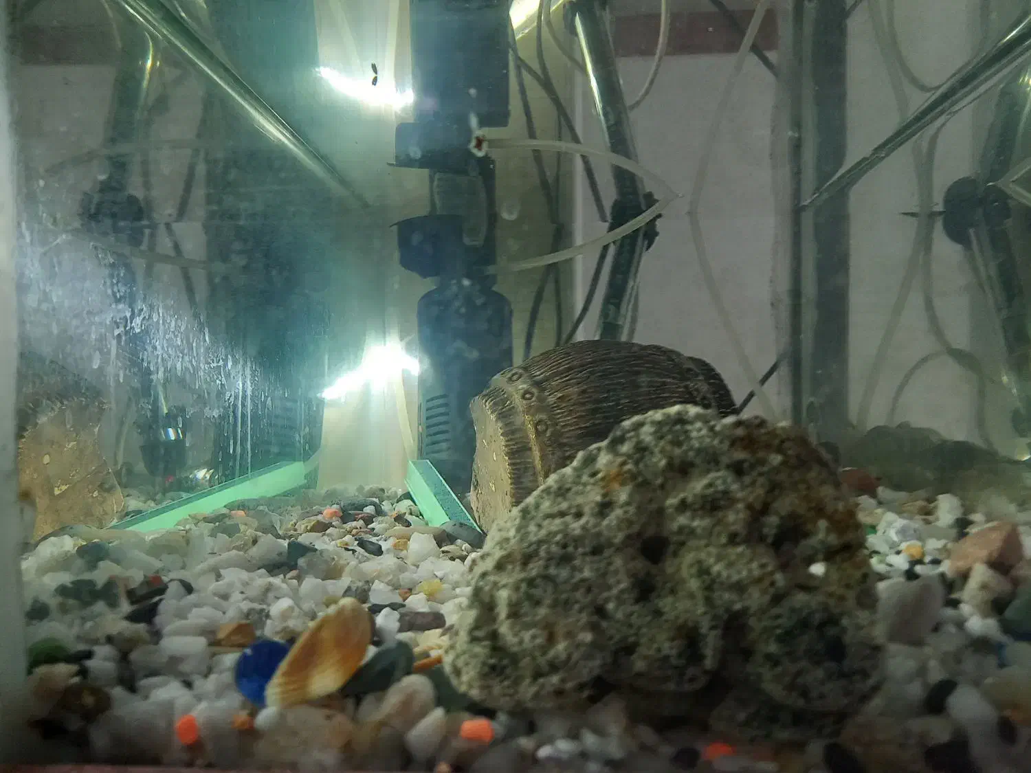 یک عدد آکواریوم|ماهی|سیاهکل, |دیوار