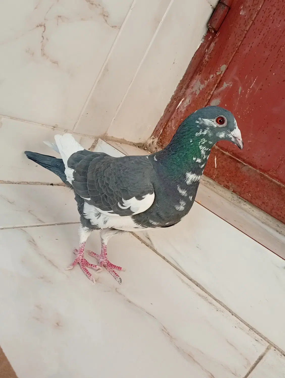 ابلق نر عالی|پرنده|فولادشهر, زاینده رود|دیوار