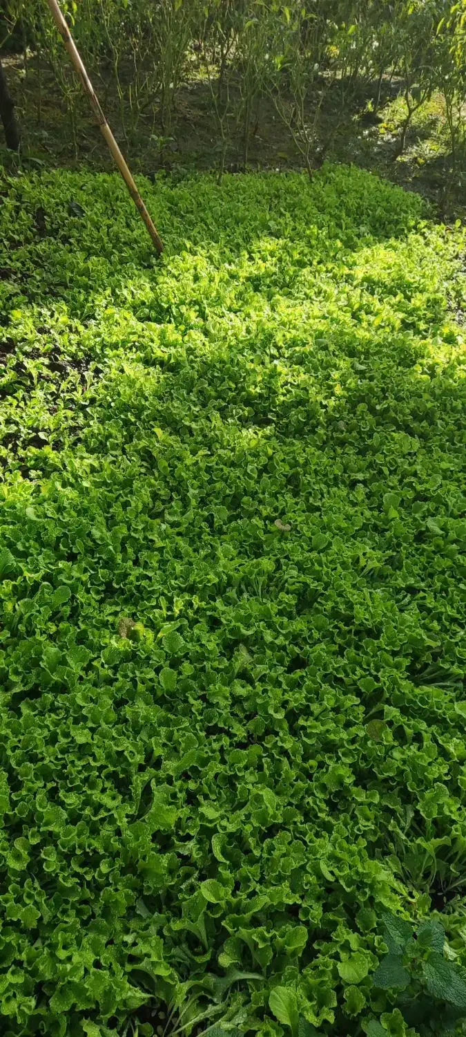 فروش نشا کاهو فرانسوی سبز|گل و گیاه طبیعی|زرگرشهر, |دیوار