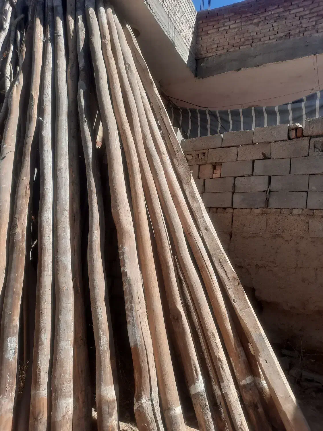 خریدار انوع چوب|خدمات باغبانی و درختکاری|بکتاش, |دیوار