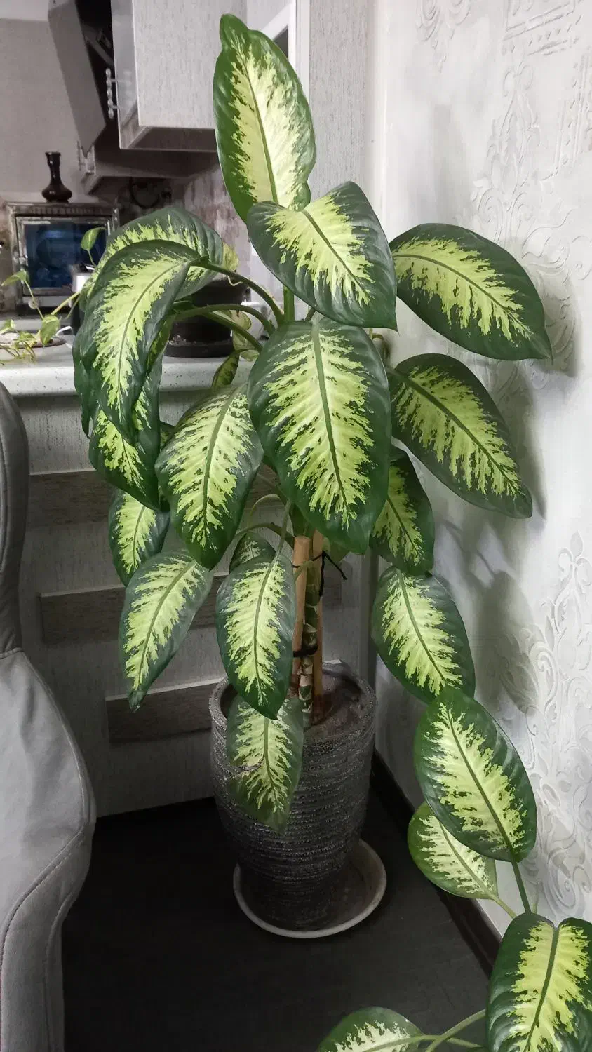 گل دیفن  بزرگ  و سرسبز ب برگهای زیاد|گل و گیاه طبیعی|گلبهار, شهر جدید گلبهار|دیوار