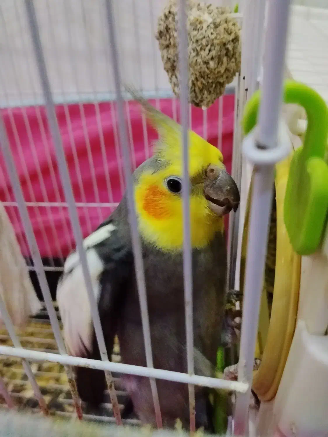 عروس هلندی نر بالغ|پرنده|گرمسار, |دیوار