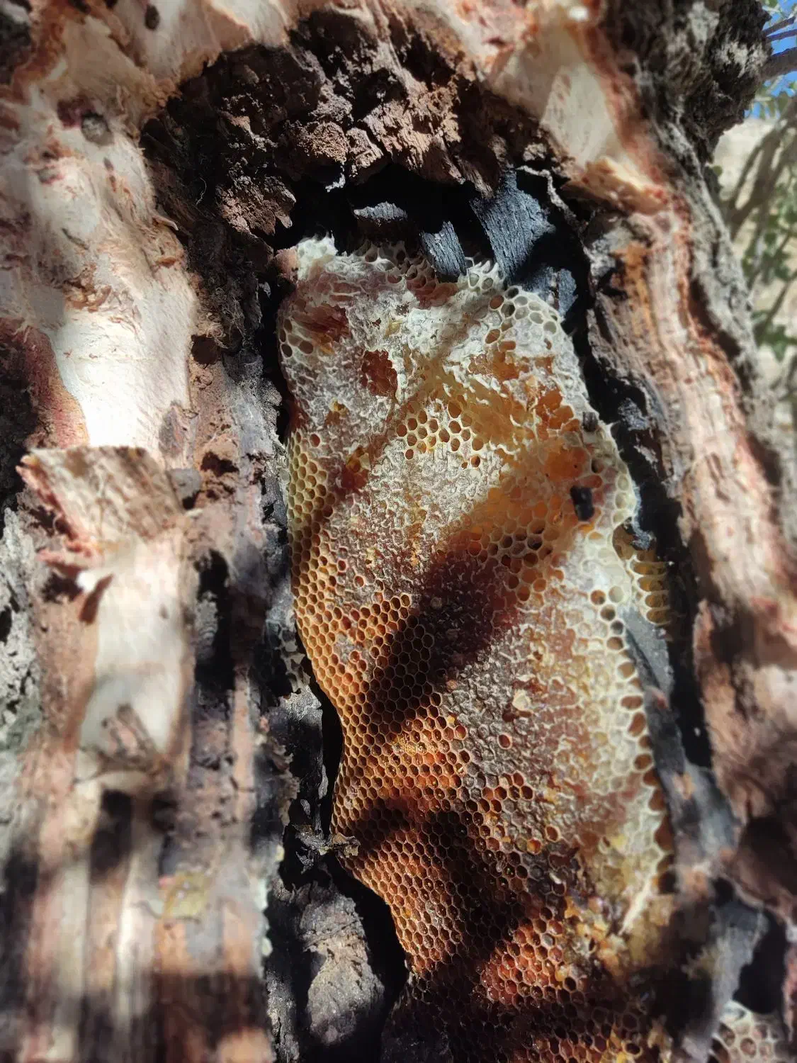 فروش عسل صدرد صد طبیعی.|خوردنی و آشامیدنی|دهلران, |دیوار