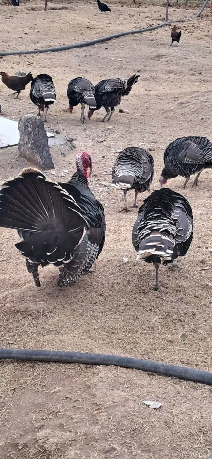 بوقلمون|حیوانات مزرعه|پلدشت, |دیوار