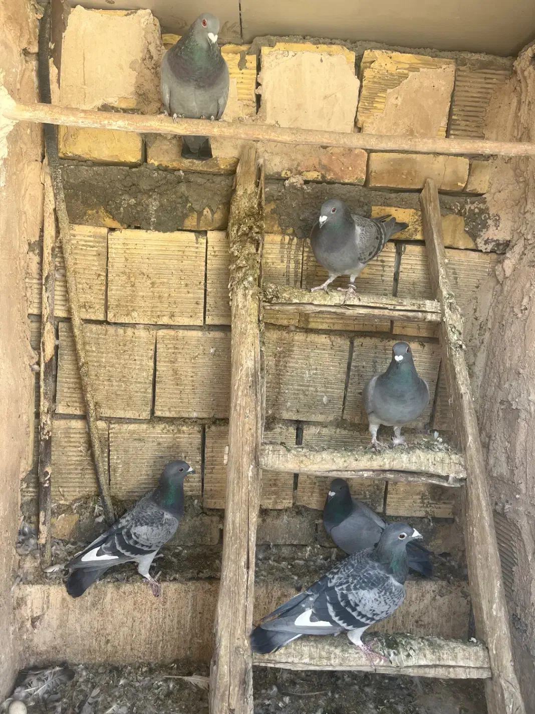 پلاکی کاردرست به شرط|پرنده|اصفهان, عطار نیشابوری|دیوار