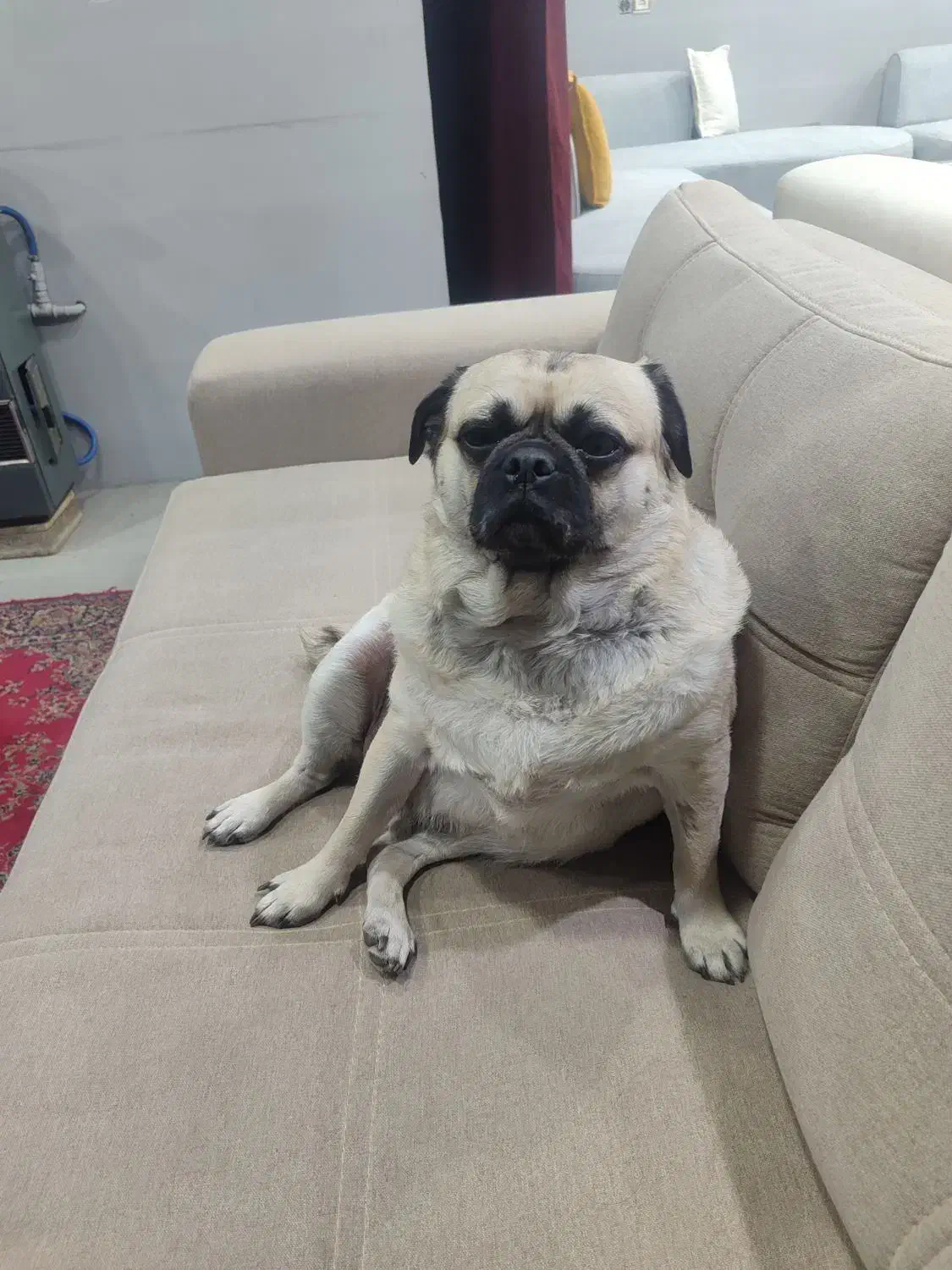 واگذاری سگ پاگ|سگ|گلستان (تهران), |دیوار