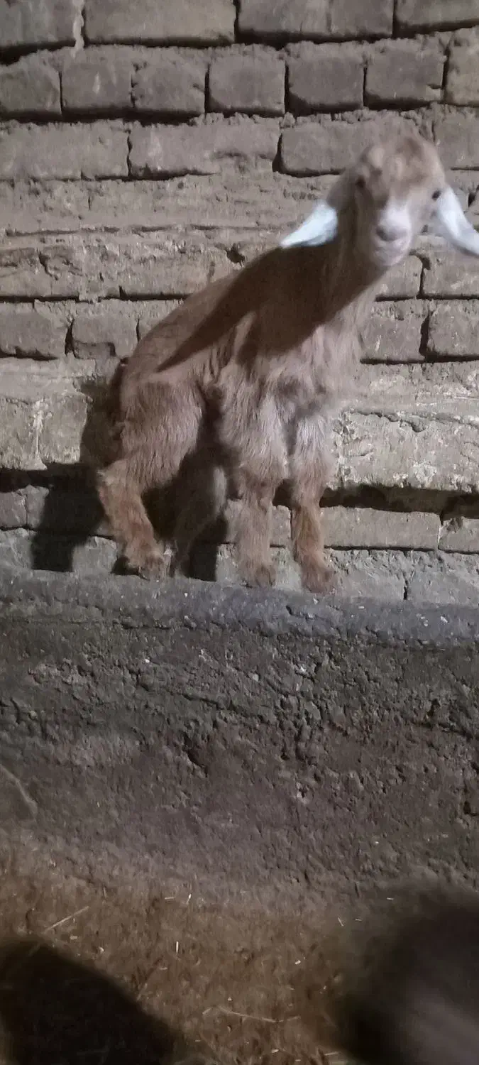 بزغاله ماده|حیوانات مزرعه|صحنه, |دیوار