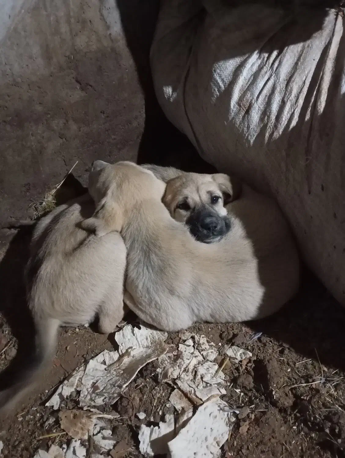 مراغه ماده دوتا|سگ|مراغه, |دیوار