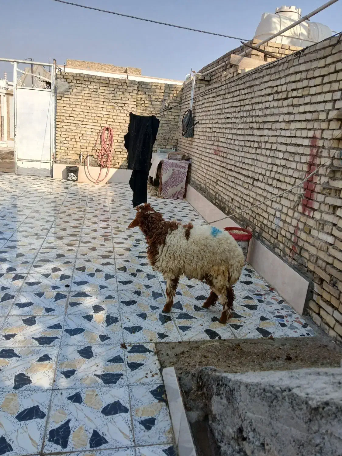 گوسفند نر|حیوانات مزرعه|باوی, |دیوار