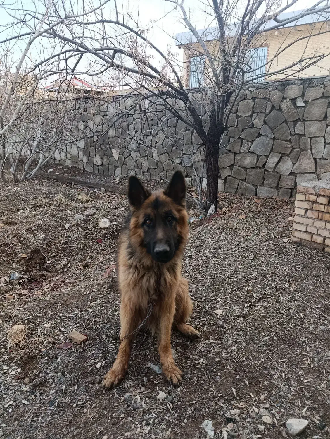 گمشده ..|حیوانات|سبزوار, قصبه غربی|دیوار