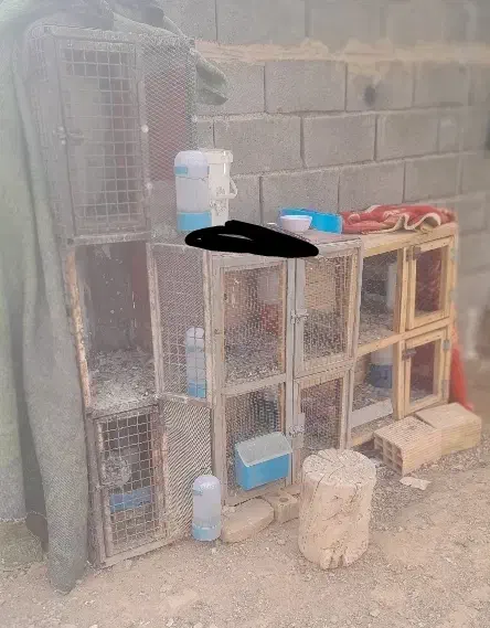 جفت کنن کفتر کبوتر|لوازم جانبی حیوانات|آباده, |دیوار