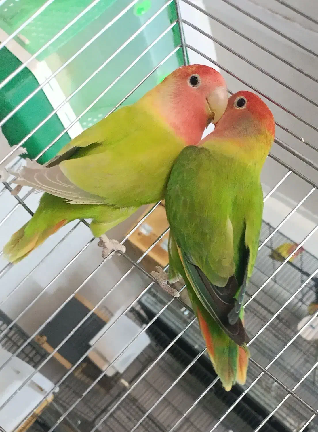 فروش پرنده برزیلی|پرنده|نی‌ریز, |دیوار