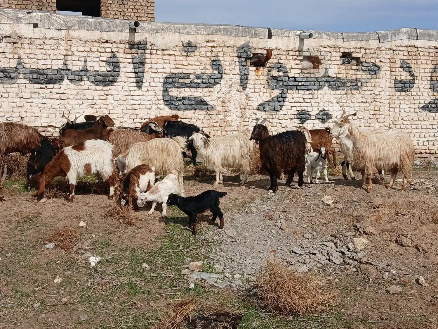 بززایده|حیوانات مزرعه|مشهد, کشاورز|دیوار