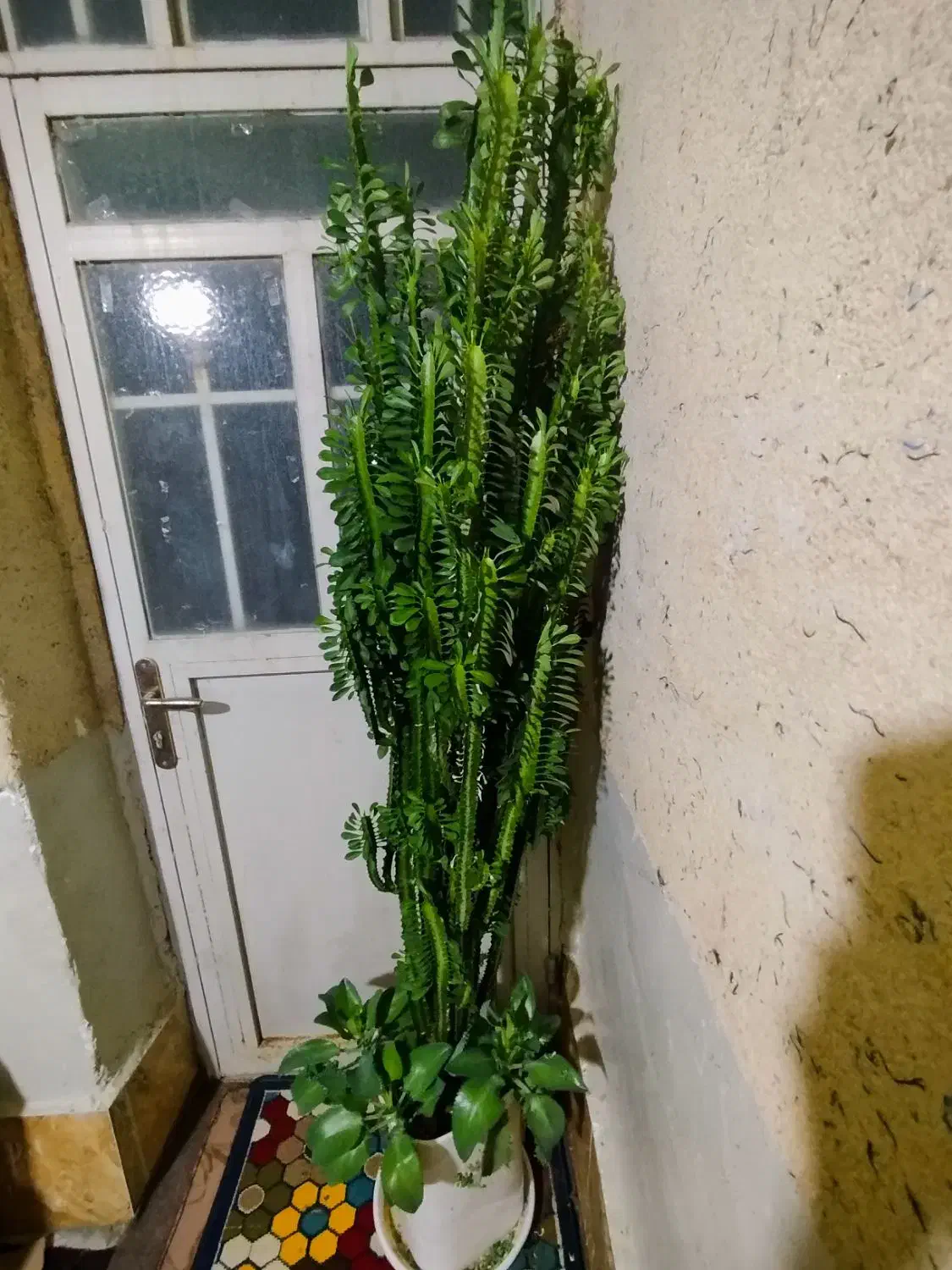 گلهای خونگی مقاوم (باشت)|گل و گیاه طبیعی|دوگنبدان, |دیوار