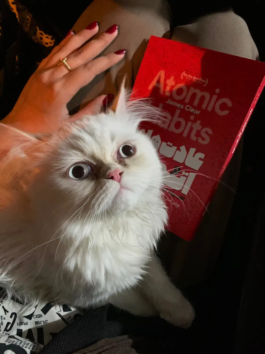 گربه پرشین|گربه|کرمانشاه, |دیوار