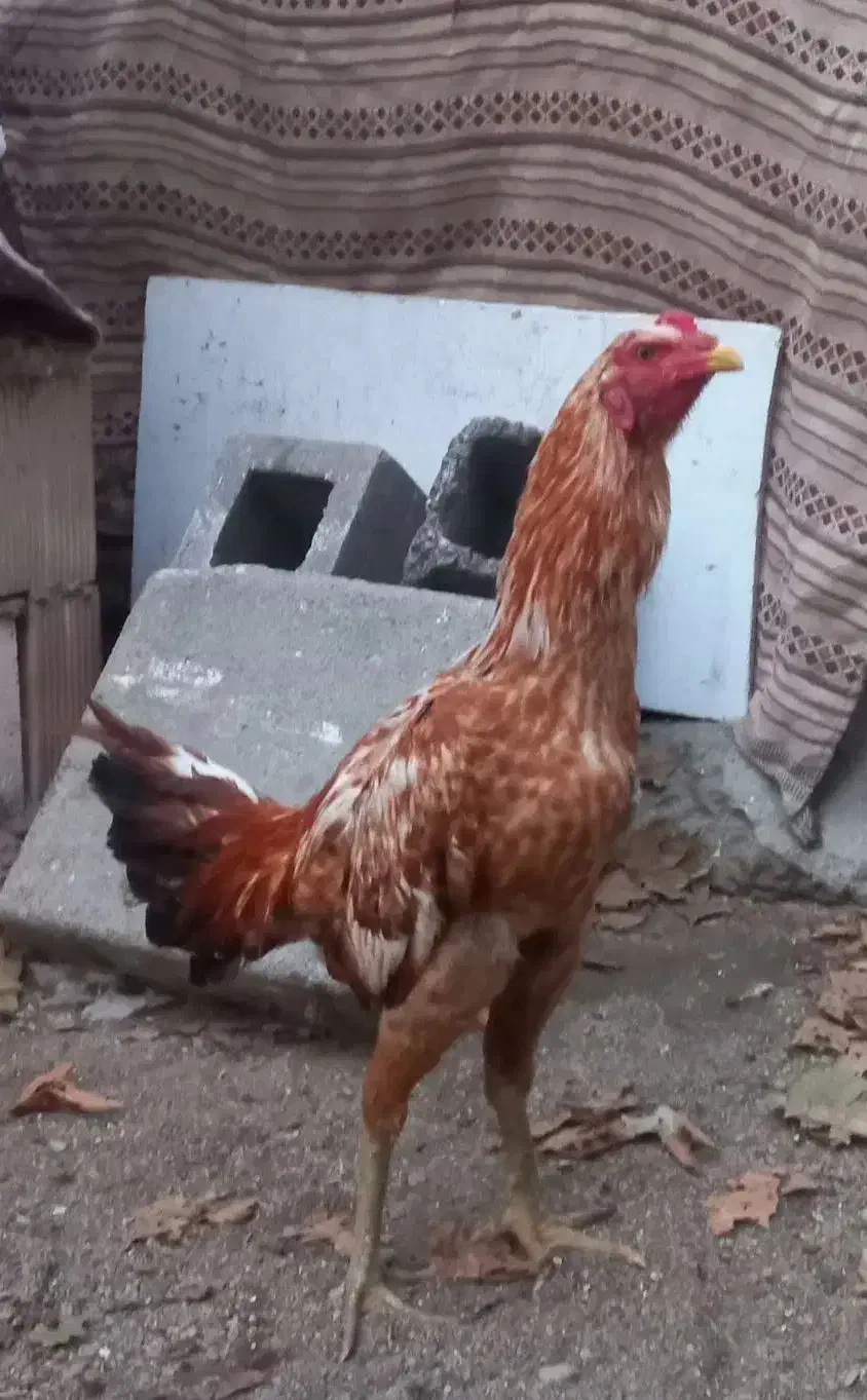 لاری|حیوانات مزرعه|پاکدشت, پاکدشت (مامازند)|دیوار