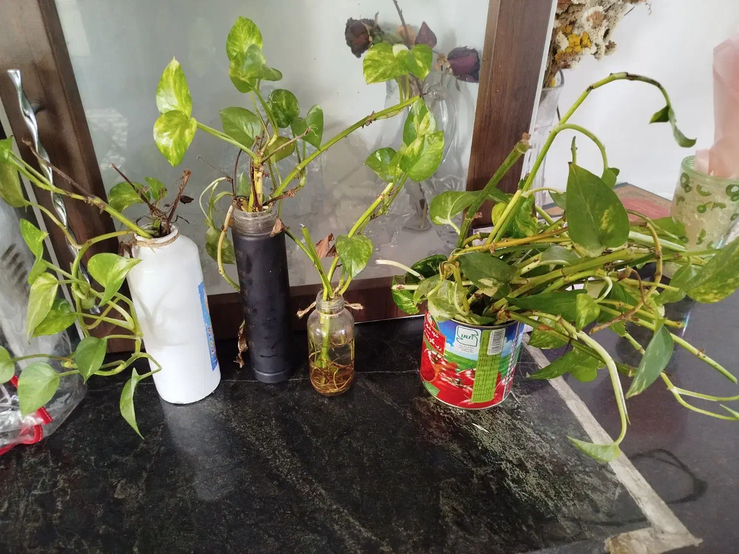 پتوس حراج|گل و گیاه طبیعی|وحدتیه, |دیوار