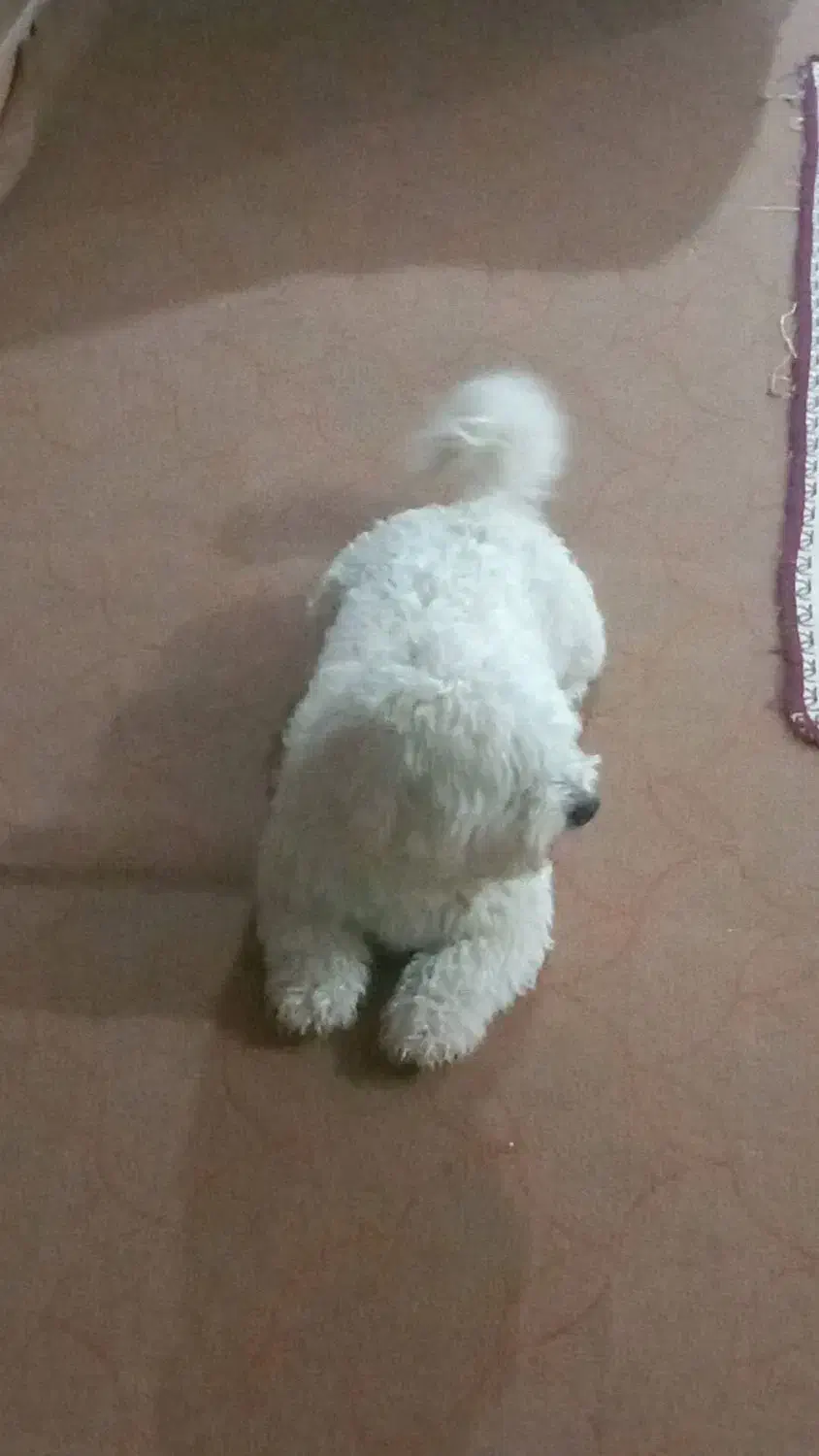 سگ شیتزو|سگ|ایلام, |دیوار