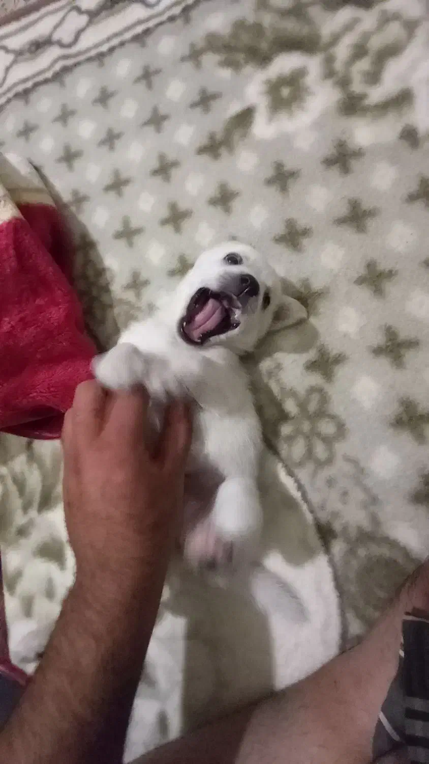 سگ پاکوتاه|سگ|تهران, جوادیه تهرانپارس|دیوار