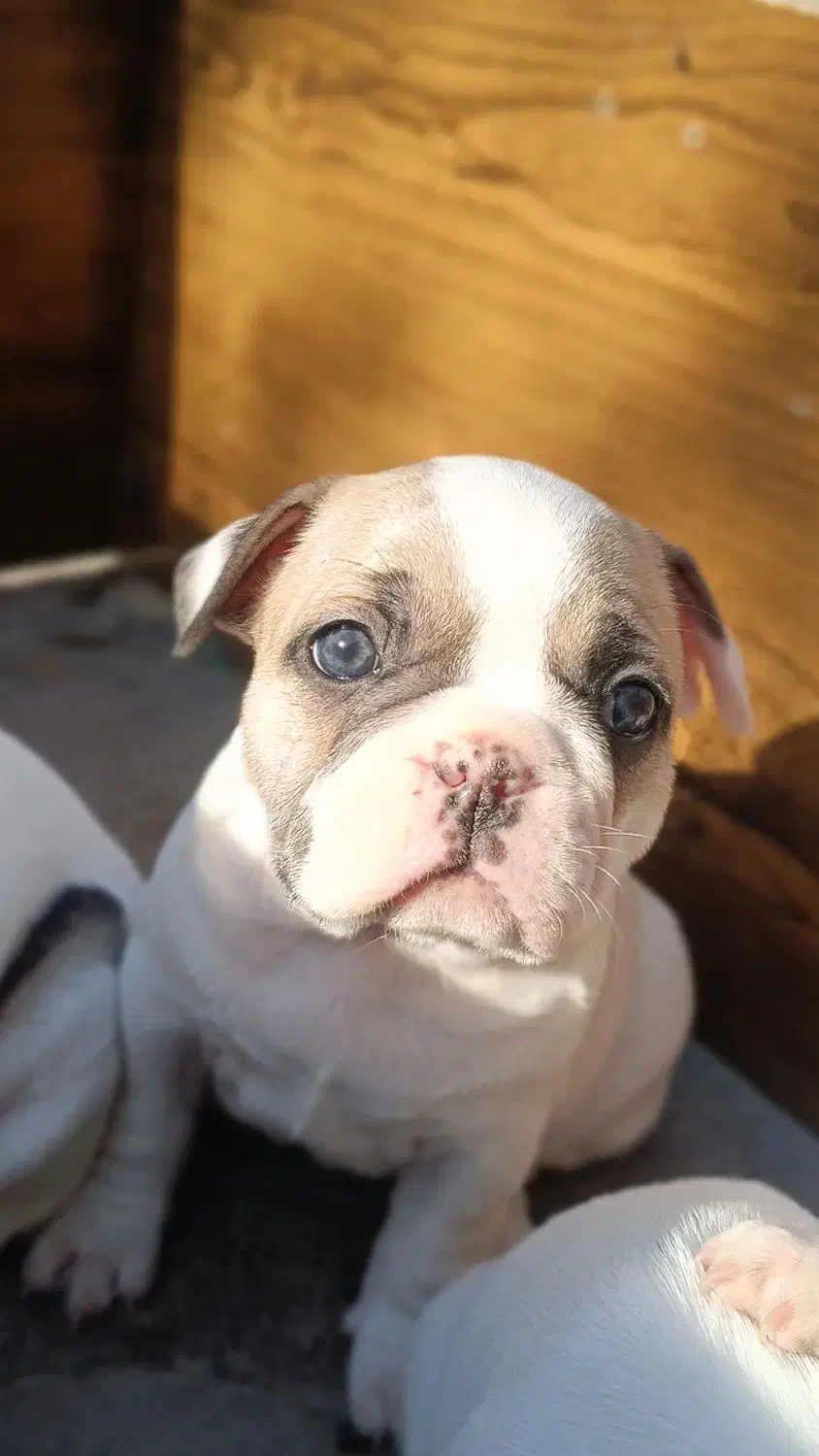 سگ فرنچ بولداگ|سگ|مشهد, آزادشهر|دیوار