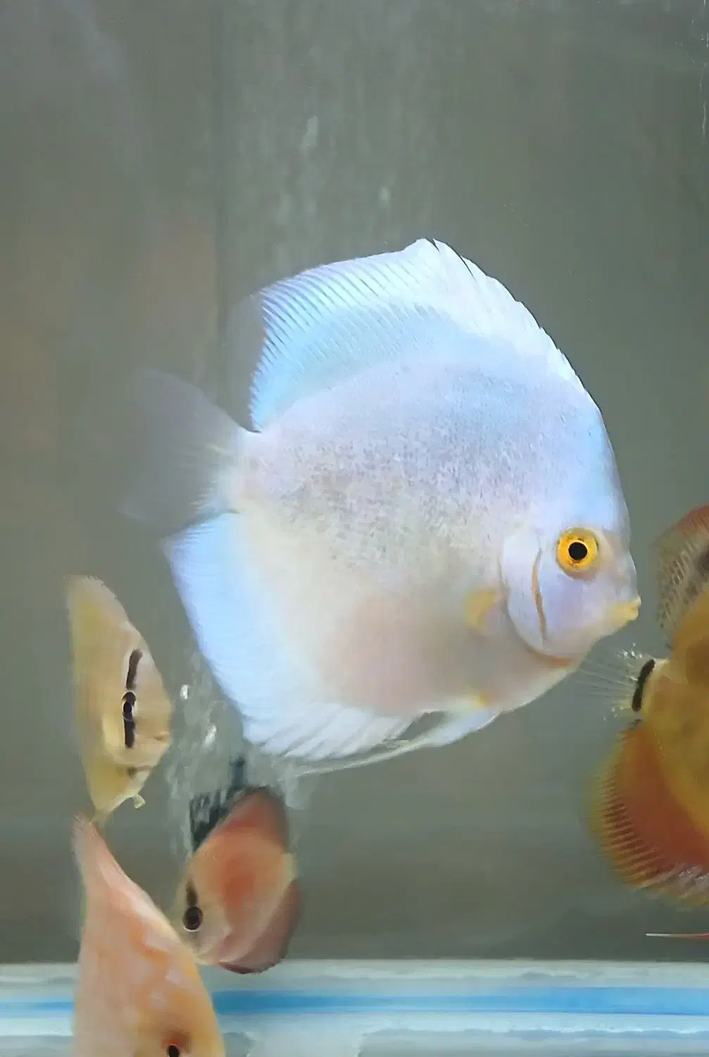 سلام ماهی دیسکس ۵ اینچ|ماهی|کرمانشاه, |دیوار