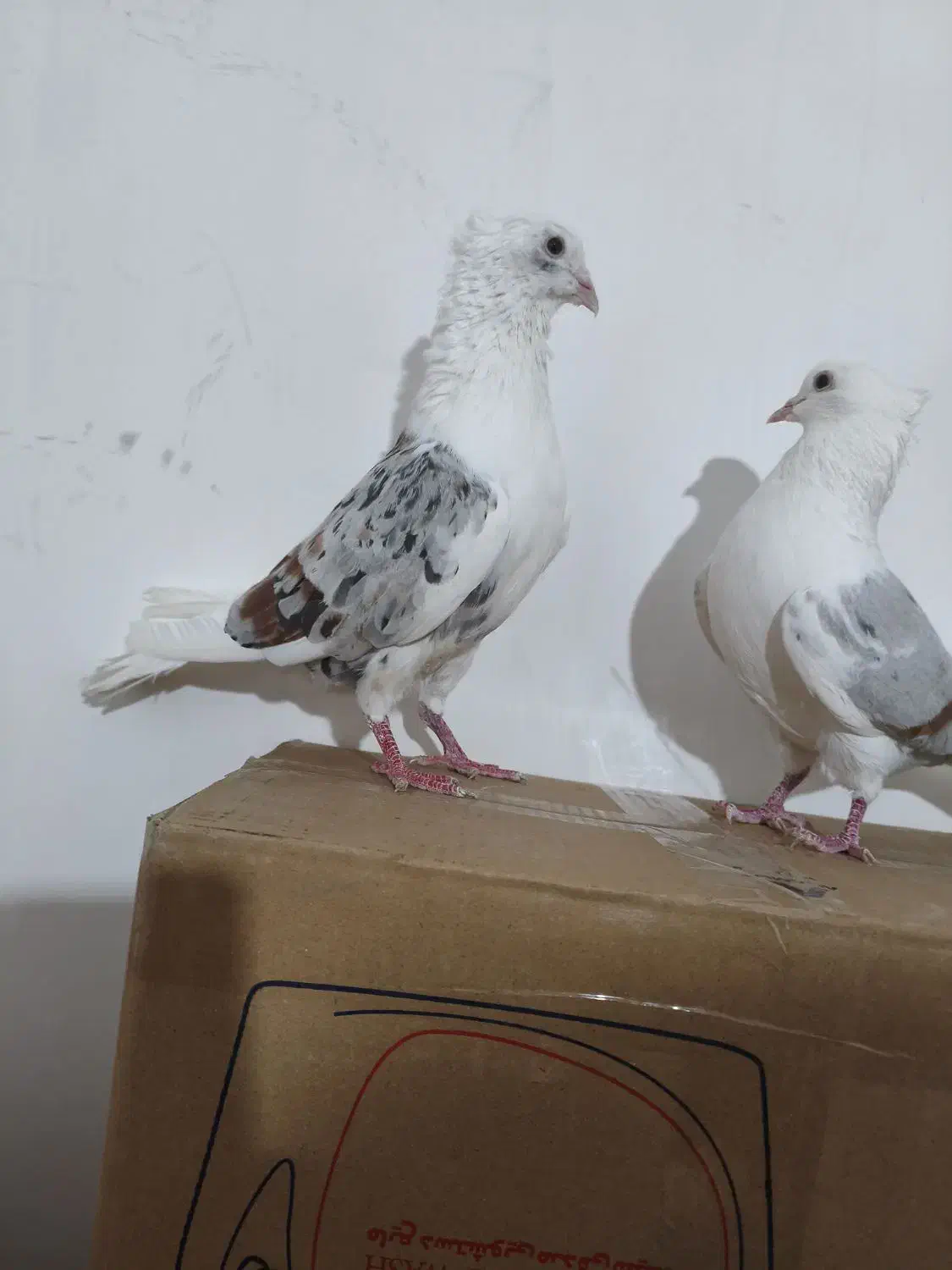 خوشونه|پرنده|الشتر, |دیوار