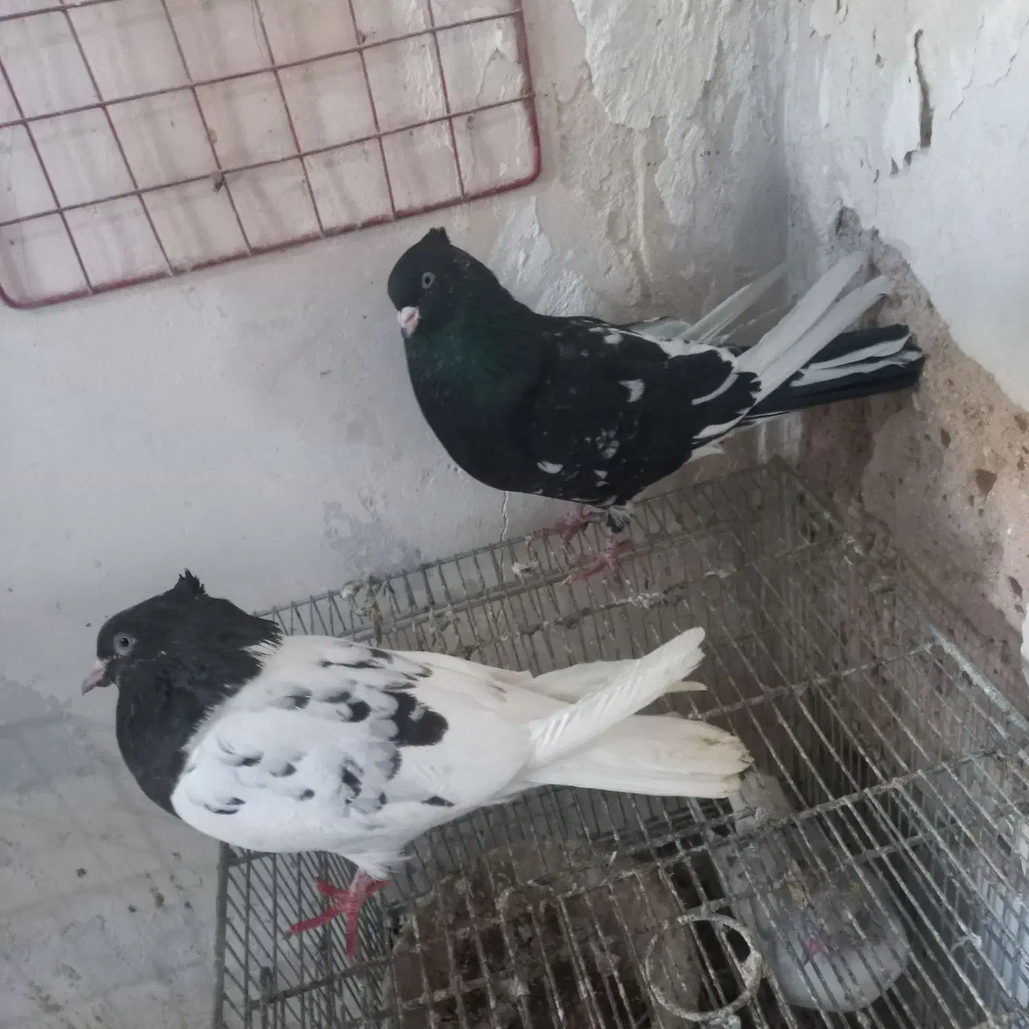 کله سیاه|حیوانات|مسجد سلیمان, |دیوار