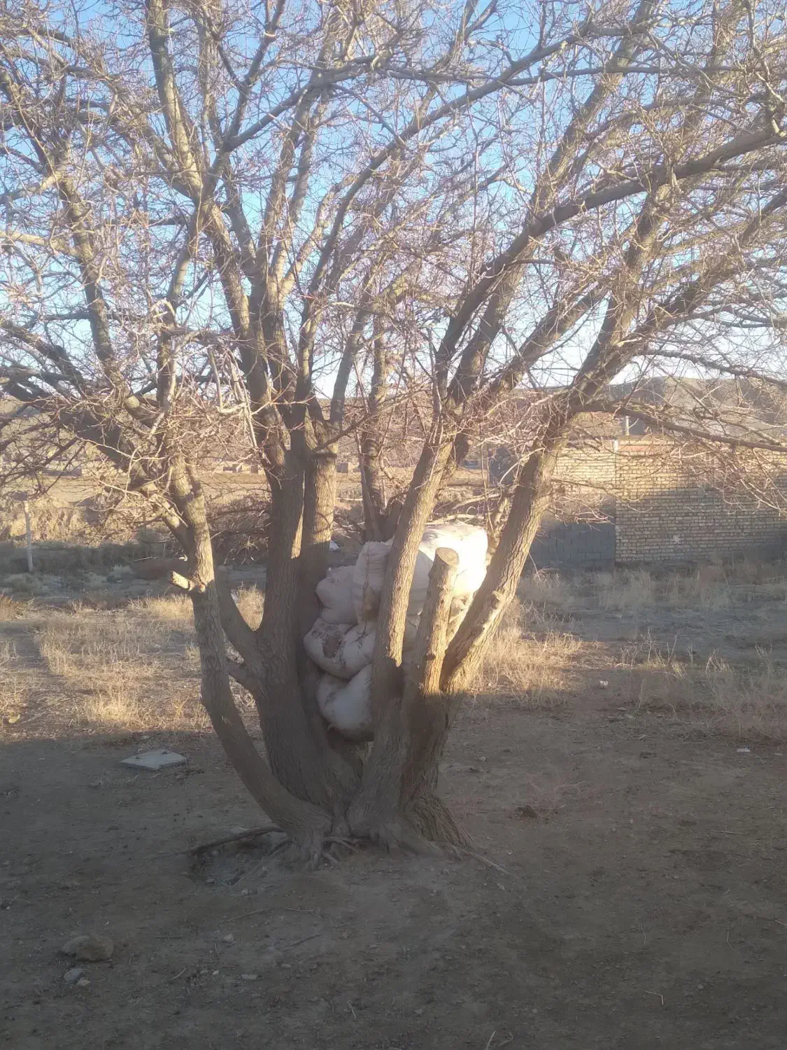 خرید انواع چوب چنارکاج توت..قطع درخت هرس و برش|خدمات باغبانی و درختکاری|مشهد, آیت الله کاشانی|دیوار