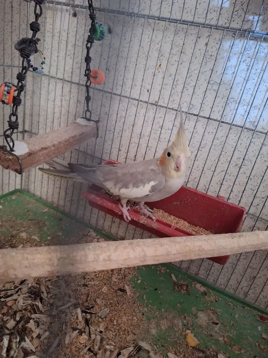 عروس هلندی|پرنده|چابهار, |دیوار