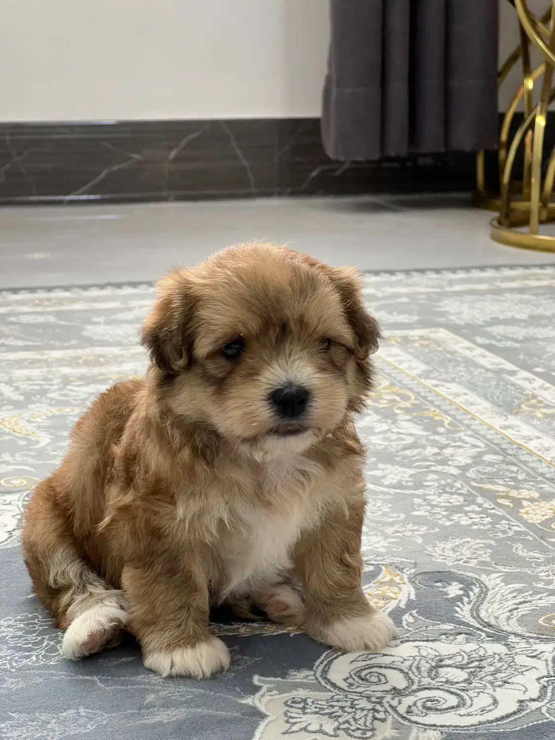 واگذاری سگ نژاد دار|سگ|لاهیجان, حاجی آباد|دیوار