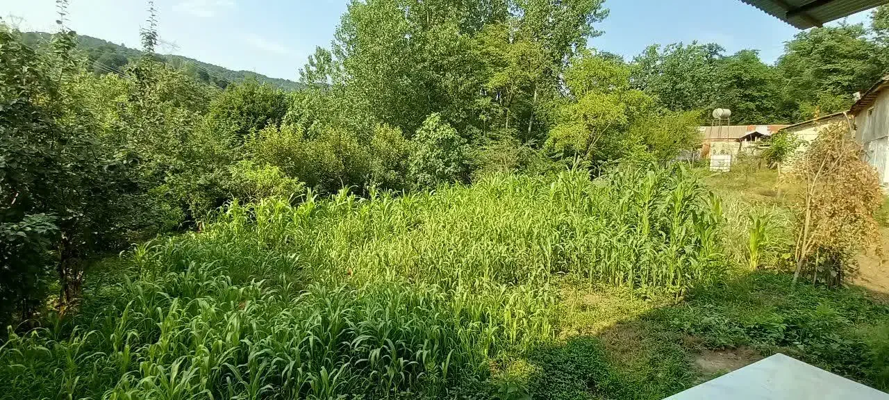 اسکان  و بوم گردی لفور|اجارهٔ کوتاه‌مدت ویلا و باغ|آلاشت, |دیوار