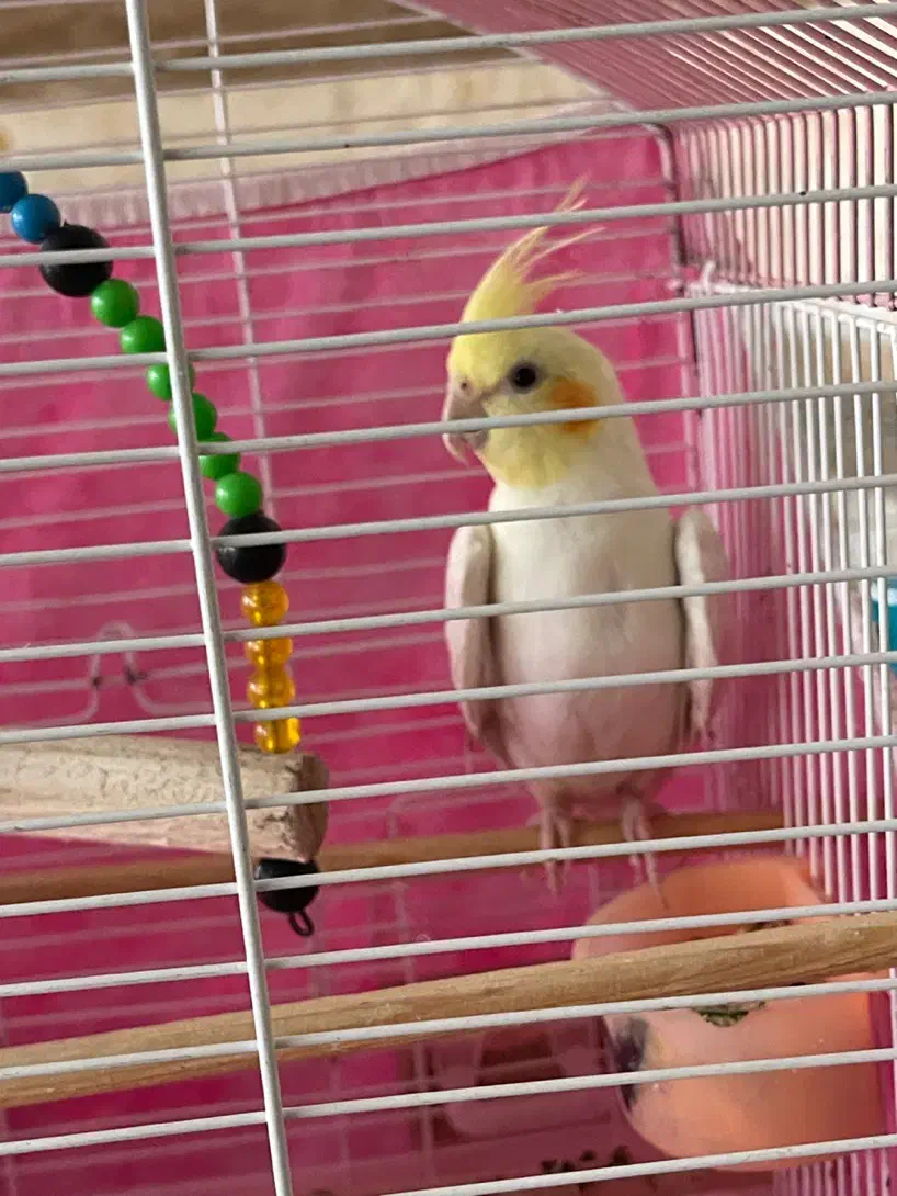 عروس هلندی|پرنده|قم, نخودی|دیوار