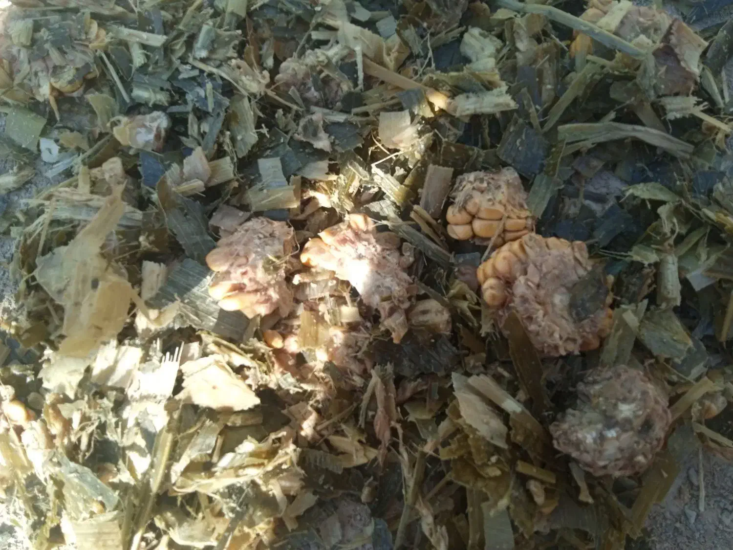 ذرت علوفه|عمده‌فروشی|قره چای, |دیوار