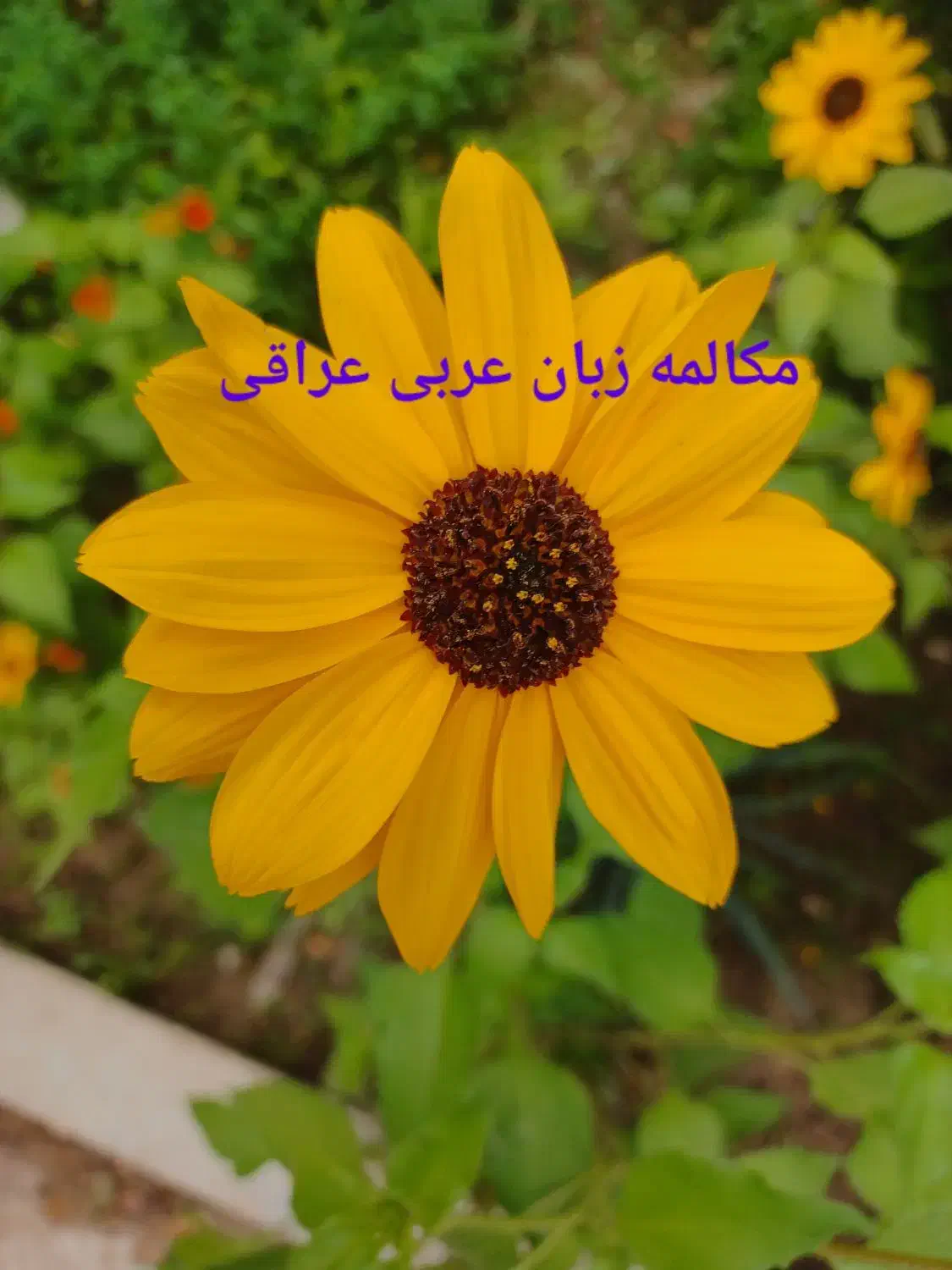 آموزش مکالمه عربی عراق|خدمات آموزشی|اهواز, کیانپارس |دیوار