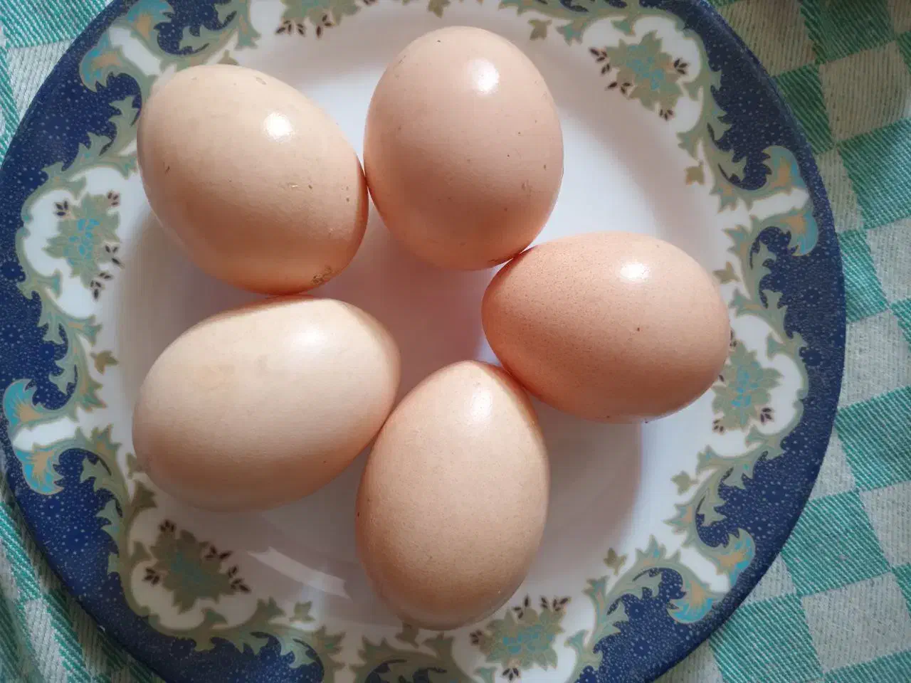 تخم مرغ و اردک نطفه دار|حیوانات مزرعه|ساری, |دیوار