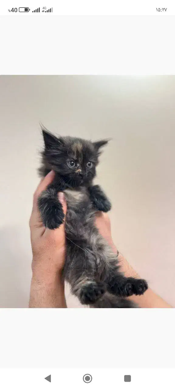 گربه پرشین ماده دال فیس دوماهه شناسنامه دار|گربه|ساری, |دیوار