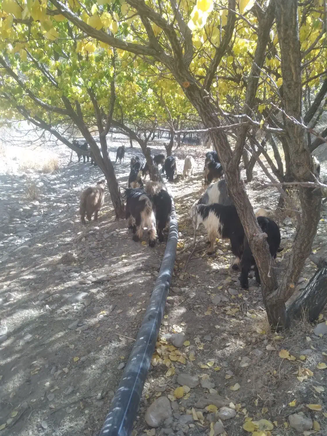 فروش بزغاله|حیوانات مزرعه|فریدونشهر, |دیوار