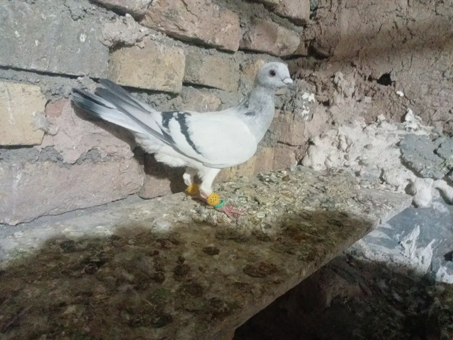 شامی ماده|پرنده|قزوین, |دیوار