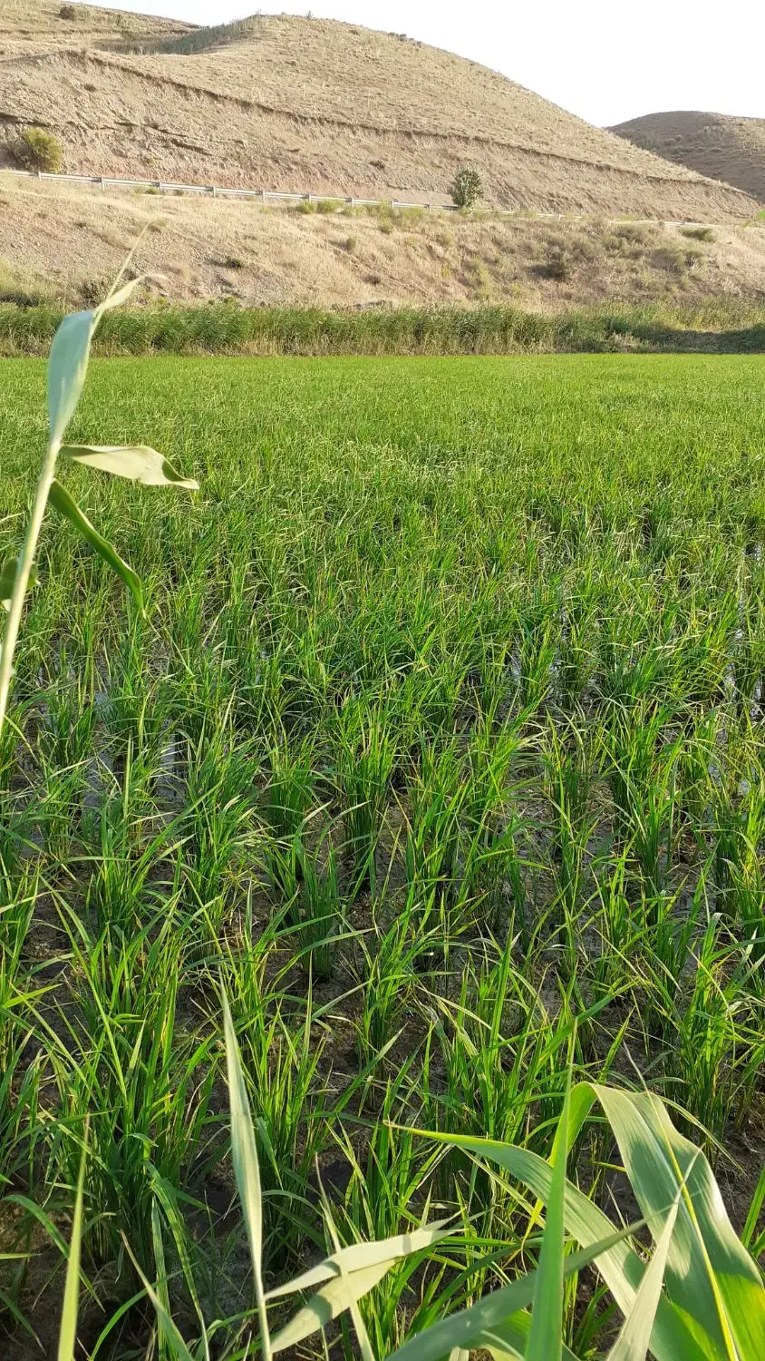برنج‌‌شیخدراباد ایدوغموش|خوردنی و آشامیدنی|میانه, |دیوار