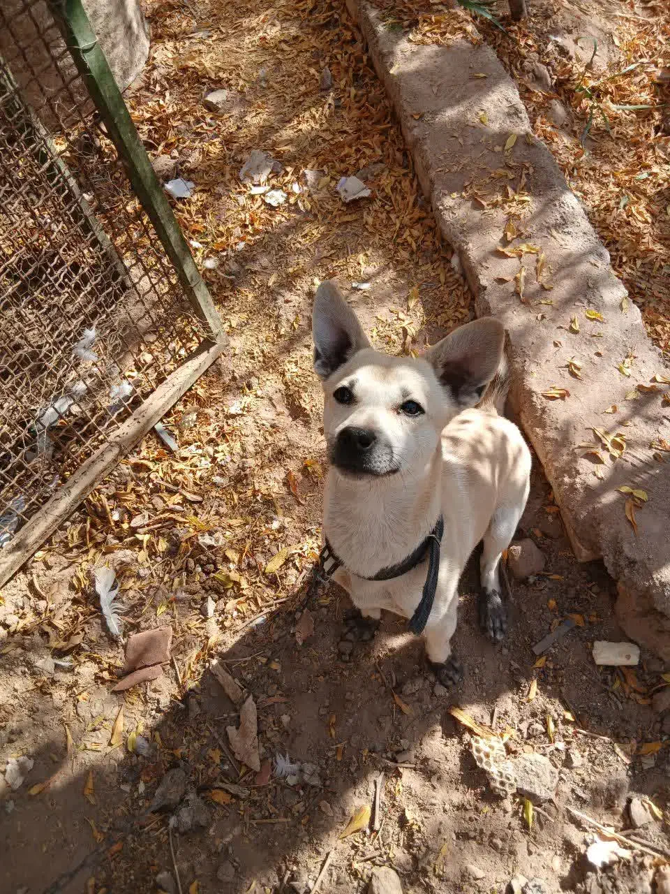 سگ پاکوتاه معاوضه ای|سگ|یزد, |دیوار