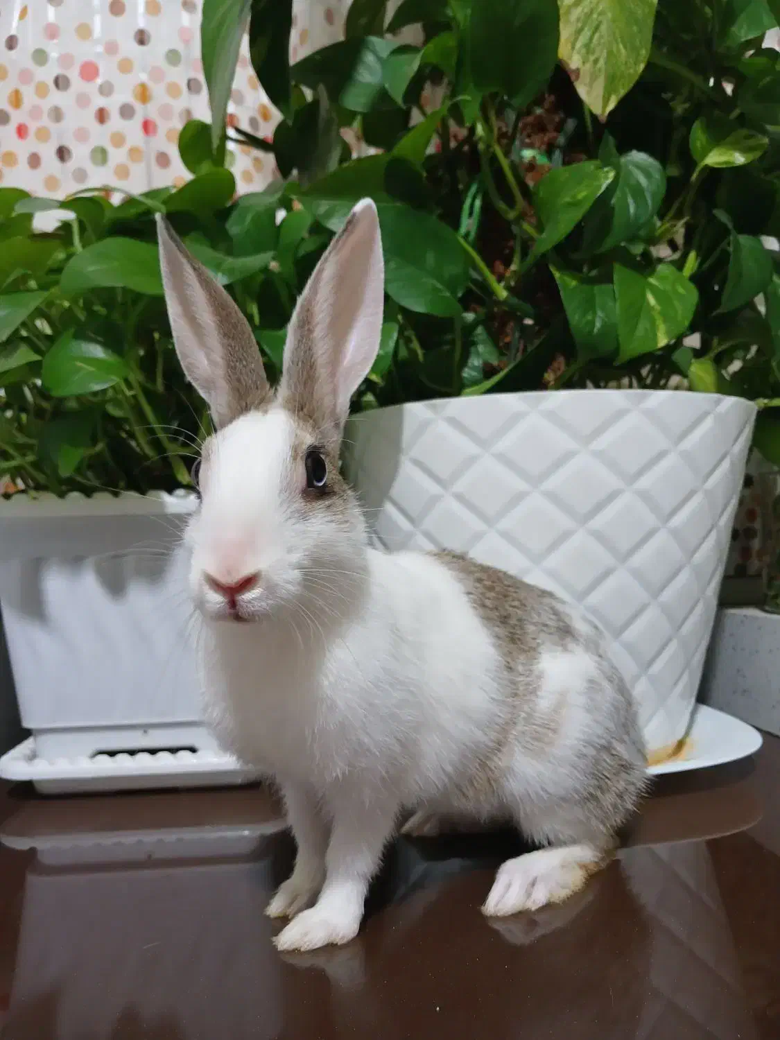 خرگوش|موش و خرگوش|سمنان, |دیوار