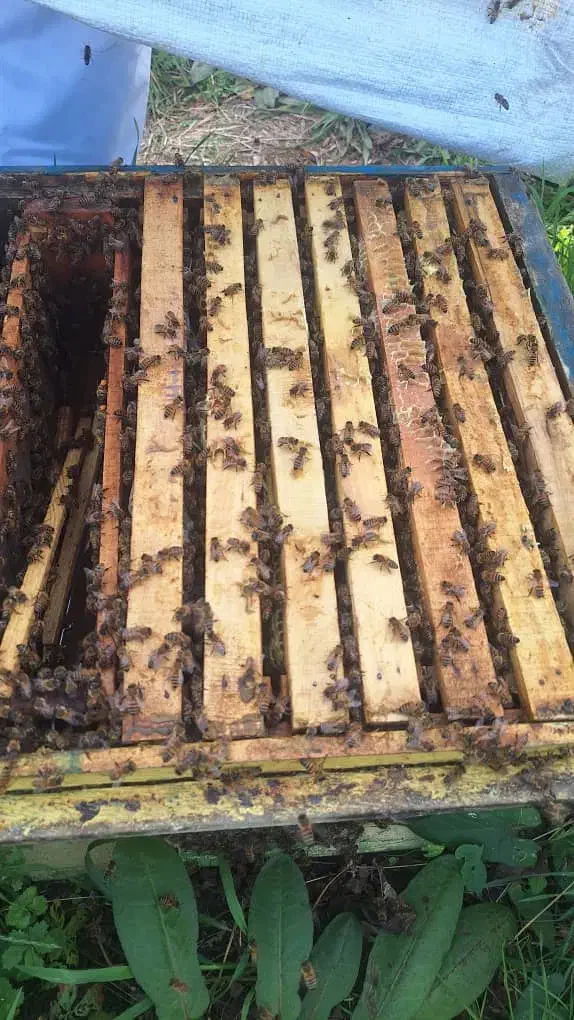 صد عدد زنبور|حیوانات مزرعه|چابکسر, |دیوار