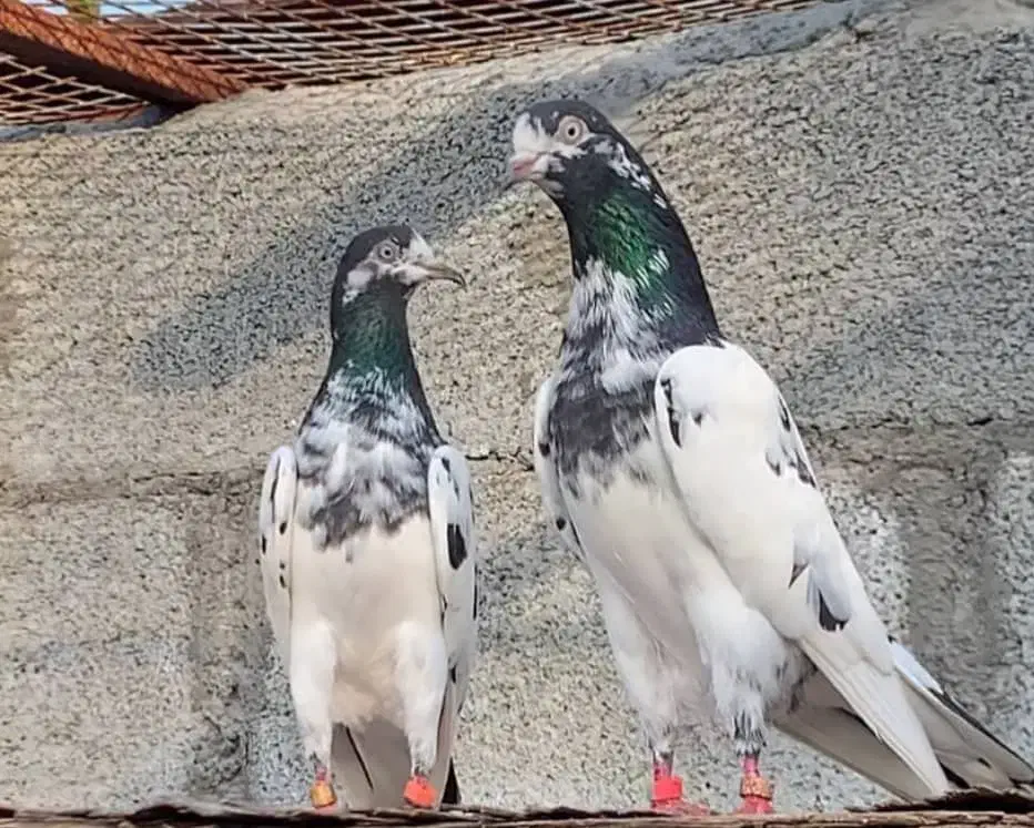 کبوتر بلندپرواز۱۴ساعت ضمانتی|پرنده|رشت, دباغیان|دیوار