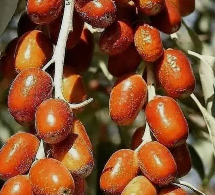 نهال باکیفیت سنجد حاج حسینی|خدمات باغبانی و درختکاری|قیدار, |دیوار