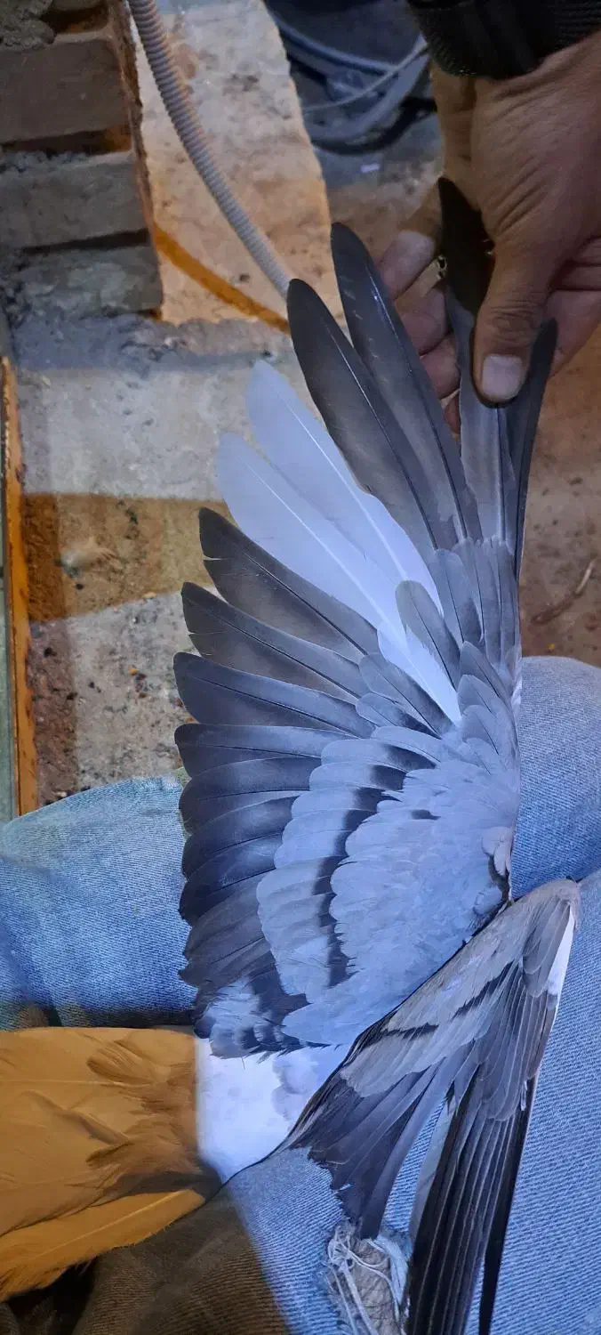 کبوتر دم سفید ۵ عدد|پرنده|اهواز, منبع اب|دیوار