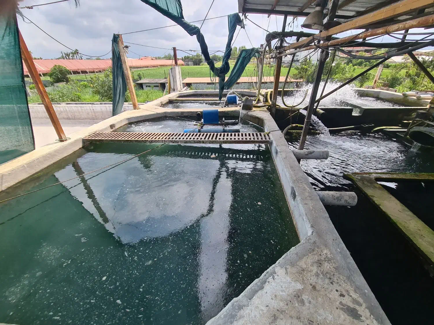 فروش مزرعه پرورش ماهی در زمین۶.۲۰۰ متر|فروش دفتر صنعتی، کشاورزی، تجاری|سرخرود, |دیوار