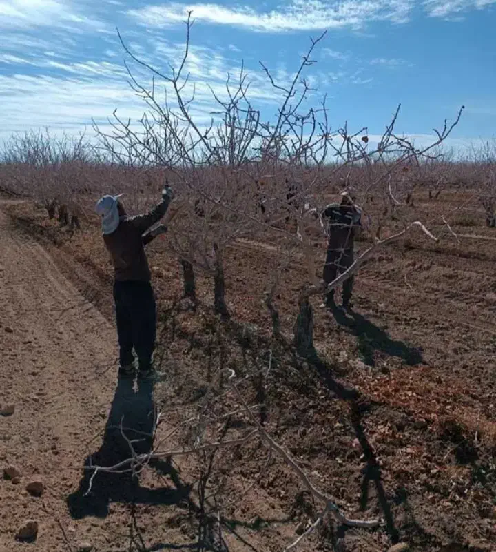 خدمات باغ و باغچه|خدمات باغبانی و درختکاری|آباده, |دیوار